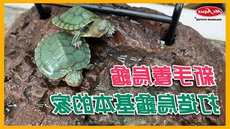 烏龜 家